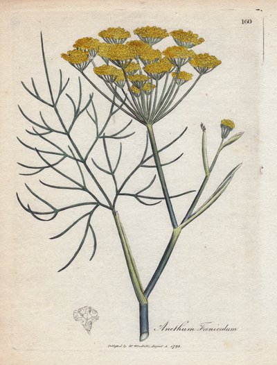 Hinojo dulce (o hinojo de Provenza). Grabado en cobre coloreado a mano a partir de un dibujo de James Sowerby (1757-1822), en Botanique Medicinale de James Sowerby