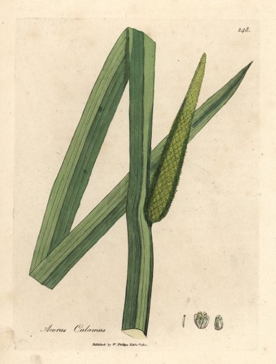 Dulce bandera, Acorus calamus de James Sowerby