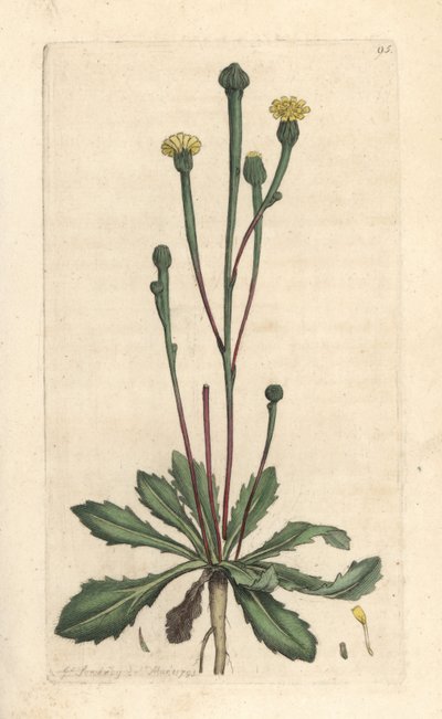 Sucoria de Swin, Arnoseris minima (Hyoseris minima). Grabado en cobre coloreado a mano según una ilustración de James Sowerby de James Smith
