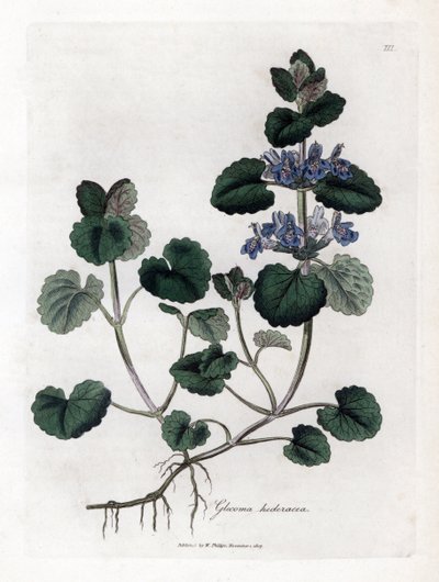 Hiedra terrestre - Ground ivy, Glecoma hederacea. Grabado en cobre coloreado a mano de una ilustración botánica de James Sowerby extraída de la obra de William Woodville y Sir William Jackson Hooker "Medical Botany", John Bohn, Londres. de James Sowerby