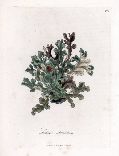 Thallus o musgo de Islandia - Liquen eríngeo, Lichen islandicus. Grabado en cobre coloreado a mano de una ilustración botánica de James Sowerby extraída de "Medical Botany" de William Woodville y Sir William Jackson Hooker, John Bohn, Londres. de James Sowerby