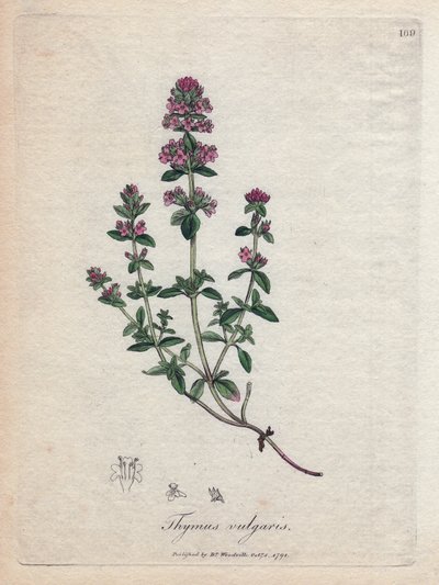 Tomillo (Thymus vulgaris). Grabado en cobre coloreado a mano a partir de una ilustración de James Sowerby. Extracto del libro de William Woodville y Sir William Jackson Hooker "Botanique medicinale" 1832. El incansable Sowerby (1757-1822) dibujó más de 250 de James Sowerby