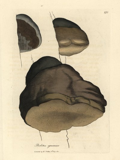 Boleto de madera o seta agárica, Boletus igniarius de James Sowerby