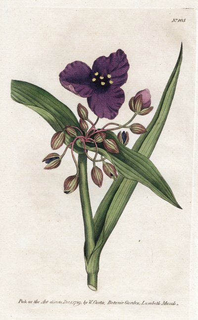 Tradescantia ou setcreasee - Litografía de James Sowerby (1757-1822), de William Curtis