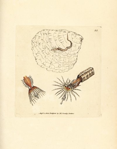 Gusano anélido constructor de tubos, Spirobranchus triqueter. Grabado en cobre coloreado a mano por James Sowerby de The British Miscellany, or Coloured figures of new, rare, or little known animal subjects. de James Sowerby