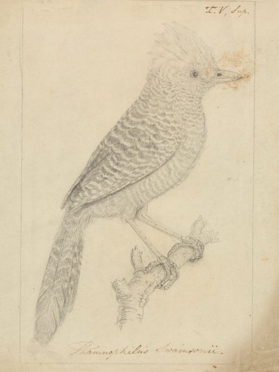 Alcaudón moñudo de James Sowerby
