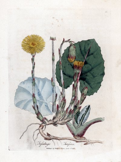 Tuslage or no donkey - Coltsfoot, Tussilago fara. Grabado en cobre coloreado a mano de una ilustración botánica de James Sowerby extraída de "Medical Botany" de William Woodville y Sir William Jackson Hooker, John Bohn, Londres. de James Sowerby