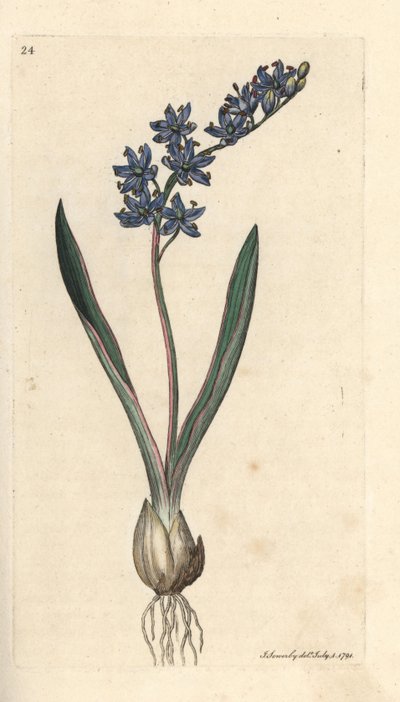 Two-leaved squill, Scilla bifolia Grabado en cobre coloreado a mano según una ilustración de James Sowerby de James Smith