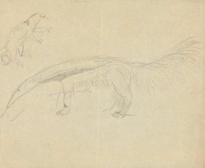 Dos osos hormigueros de James Sowerby