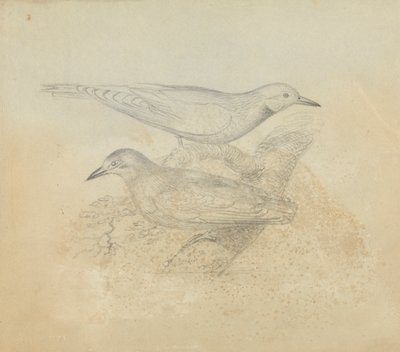 Dos pájaros en una rama de James Sowerby