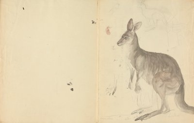 Dos canguros con detalles de James Sowerby