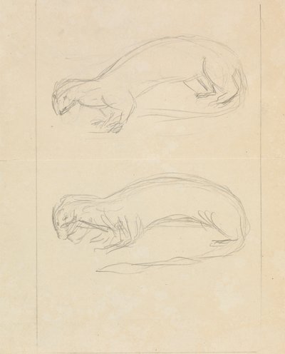 Dos comadrejas de James Sowerby