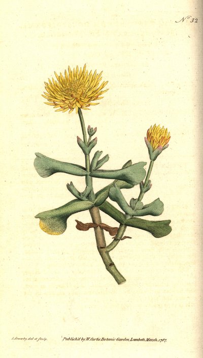 Variedad de ficoide - Caléndula de la higuera, Mesembryanthemum dolabriforme. Grabado en cobre coloreado a mano e ilustración botánica de James Sowerby de The Botanical Magazine de William Curtis, Lambeth Marsh, Londres. de James Sowerby