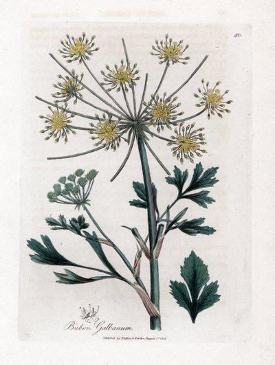 Variete umbellifere que produce goma resinosa - Bubon de hojas de levístico, Bubon galbanum. Grabado en cobre coloreado a mano de una ilustración botánica de James Sowerby de la obra de William Woodville y Sir William Jackson Hooker "Medical Botany", John  de James Sowerby