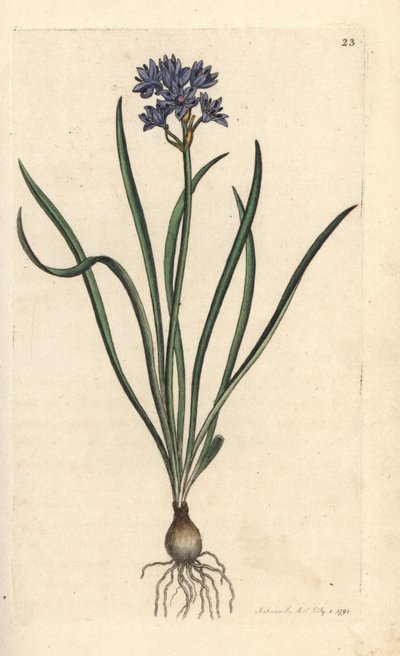 Scilla verna (Spring Scille) Grabado en cobre coloreado a mano según una ilustración de James Sowerby de James Smith