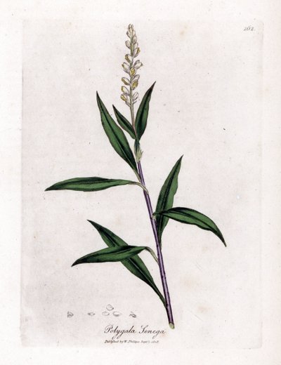 Virginia polygale o hierba de leche - Senega, Polygala senega. Grabado en cobre coloreado a mano a partir de una ilustración botánica de James Sowerby de "Botánica Médica" de William Woodville y Sir William Jackson Hooker, John Bohn, Londres. de James Sowerby