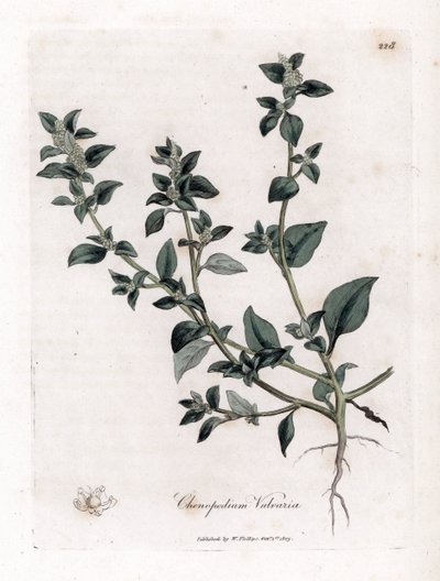 Vuvaire - Pie de ganso apestoso, Chenopodium vulvaria. Grabado en cobre coloreado a mano de una ilustración botánica de James Sowerby extraída de "Medical Botany" de William Woodville y Sir William Jackson Hooker, John Bohn, Londres. de James Sowerby