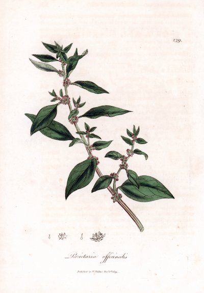 Parietaria officinalis. Grabado en cobre coloreado a mano a partir de una ilustración botánica de James Sowerby de "Medical Botany" de William Woodville y Sir William Jackson Hooker, John Bohn, Londres. de James Sowerby