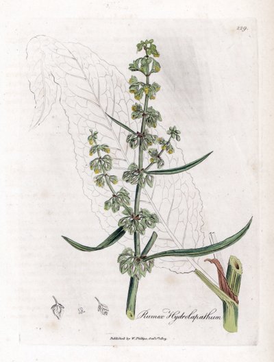 Paciencia acuática - Rumex hydrolapathum. Grabado en cobre coloreado a mano de una ilustración botánica de James Sowerby de la obra de William Woodville y Sir William Jackson Hooker "Medical Botany", John Bohn, Londres. de James Sowerby