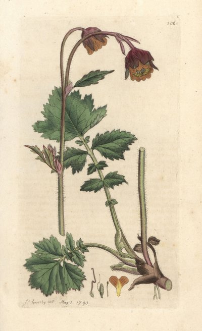 Water avens, Geum rivale Grabado en cobre coloreado a mano según una ilustración de James Sowerby de James Smith