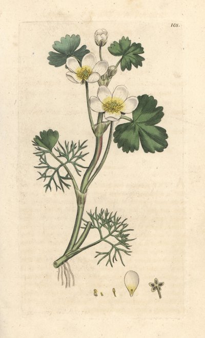 Ranúnculo acuático (Ranunculus aquatilis) Grabado en cobre coloreado a mano según una ilustración de James Sowerby de la obra Botánica inglesa de James Smith, Londres. de James Sowerby