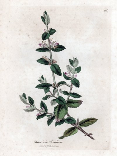 Water germandree - Germen de agua, Teucrium scordium. Grabado en cobre coloreado a mano de una ilustración botánica de James Sowerby de la obra "Botánica Médica" de William Woodville y Sir William Jackson Hooker, John Bohn, Londres. de James Sowerby