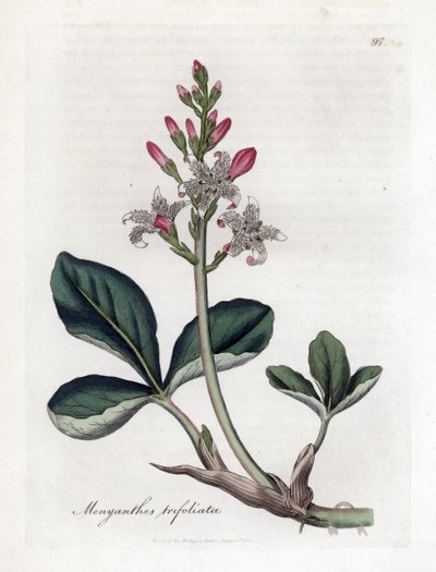 Trébol de agua, Menyanthes trifoliata. Grabado en cobre coloreado a mano de una ilustración botánica de James Sowerby de la obra de William Woodville y Sir William Jackson Hooker "Medical Botany", John Bohn, Londres. de James Sowerby