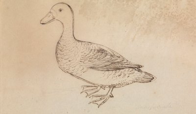Pato silbador cariblanco de James Sowerby