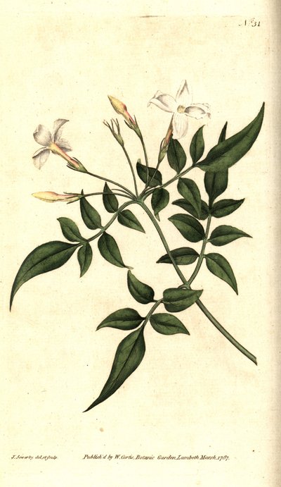 White Jasmine (or Jasmine officinal) - Jazmín común o jazmín, Jasminum officinale. Grabado en cobre coloreado a mano e ilustración botánica de James Sowerby de The Botanical Magazine de William Curtis, Lambeth Marsh, Londres. de James Sowerby