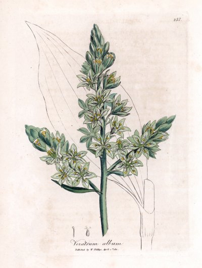 White Veratre (antiguamente eléboro blanco) - Eléboro blanco, Veratrum album. Grabado en cobre coloreado a mano a partir de una ilustración botánica de James Sowerby de "Botánica Médica" de William Woodville y Sir William Jackson Hooker, John Bohn, Londres de James Sowerby