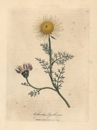 Manzanilla española blanca y amarilla, Anthemis pyrethrum de James Sowerby