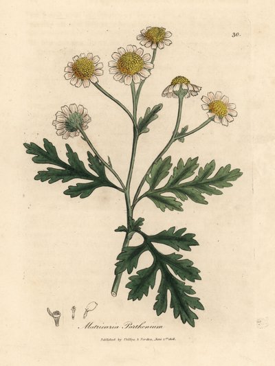 Matricaria de flores blancas y amarillas, Matricaria parthenium de James Sowerby