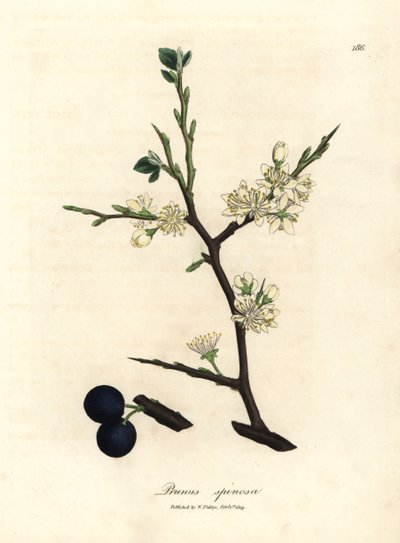 Flor blanca y bayas azules del endrino, Prunus spinosa de James Sowerby
