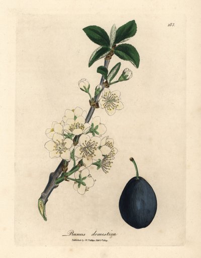 Flor blanca y fruto del ciruelo, Prunus domestica de James Sowerby
