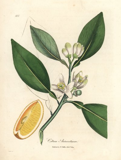Flor blanca y gajo de fruta madura del naranjo, Citrus aurantium de James Sowerby