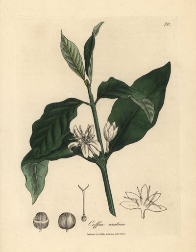 Flor blanca, hojas y grano de la planta del café, Coffea arabica de James Sowerby