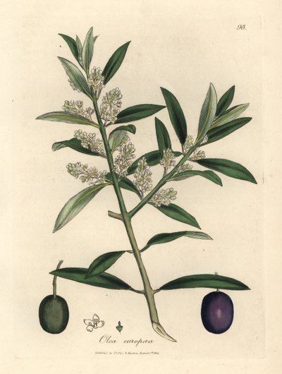 Olivo europeo de flor blanca con fruto, Olea europaea de James Sowerby