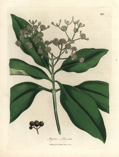 Árbol de la pimienta blanca, Myrtus pimenta de James Sowerby