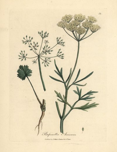 Anís de flor blanca, Pimpinella anisum de James Sowerby