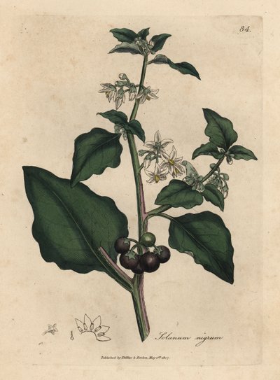 Solanum nigrum, Solanum nigrum, Solanum nigrum, Solanum nigrum, Solanum nigrum, Solanum nigrum. de James Sowerby