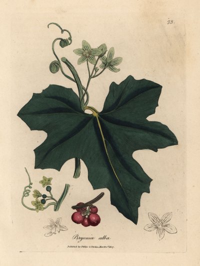 Bryonia de flor blanca, Bryonia alba de James Sowerby