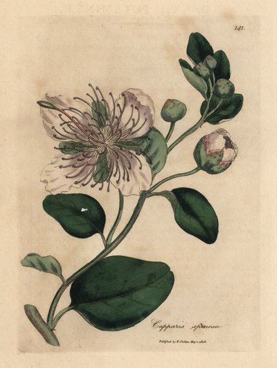 Alcaparra de flor blanca, Capparis spinosa de James Sowerby