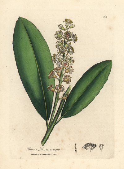 Laurel cerezo de flor blanca, Prunus laurocerasus de James Sowerby