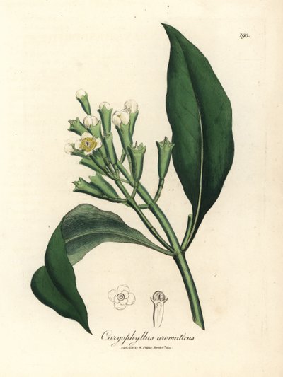 Clavo de flor blanca, Caryophyllus aromaticus de James Sowerby