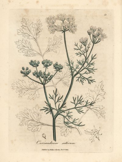 Cilantro de flor blanca, Coriandrum sativum de James Sowerby