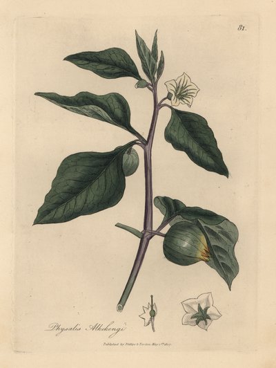Cerezo de invierno de flor blanca, Physalis alkekengi de James Sowerby