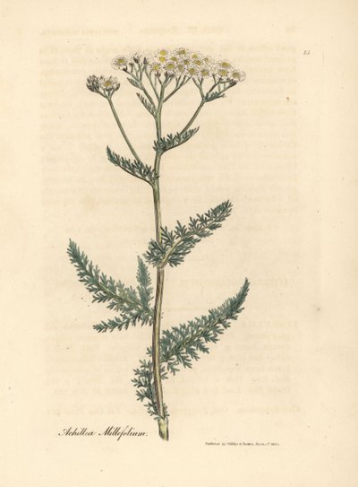 Milenrama de flor blanca, Achillea millefolium de James Sowerby
