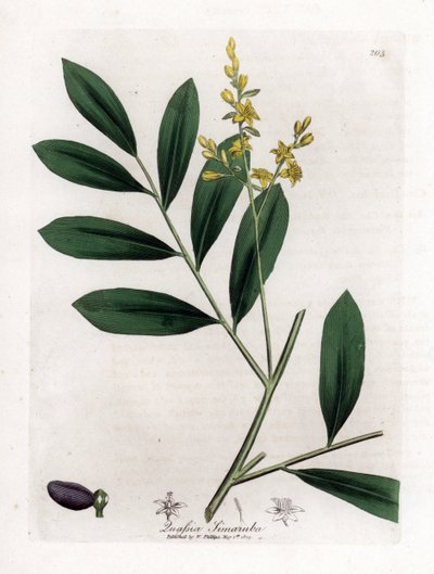 Caoba blanca o marupa - Simaruba, Simarouba amara. Grabado en cobre coloreado a mano de una ilustración botánica de James Sowerby extraída de "Medical Botany" de William Woodville y Sir William Jackson Hooker, John Bohn, Londres. de James Sowerby