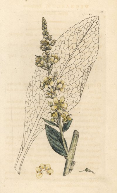 White mullein, Verbasum lychnitis (molene) Grabado en cobre coloreado a mano según una ilustración de James Sowerby de James Smith
