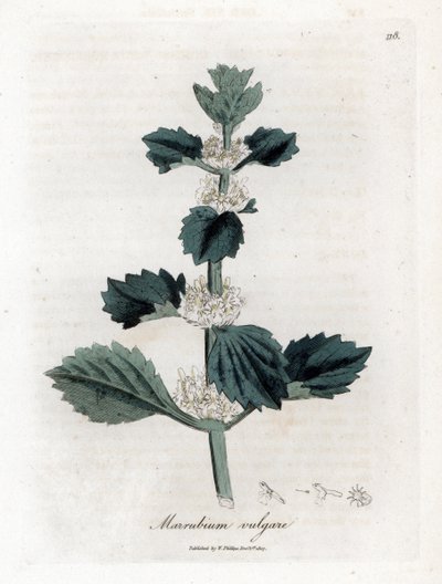 Marrubio blanco o común - Marrubio blanco, Marubium vulgare. Grabado en cobre coloreado a mano de una ilustración botánica de James Sowerby extraída de "Medical Botany" de William Woodville y Sir William Jackson Hooker, John Bohn, Londres. de James Sowerby